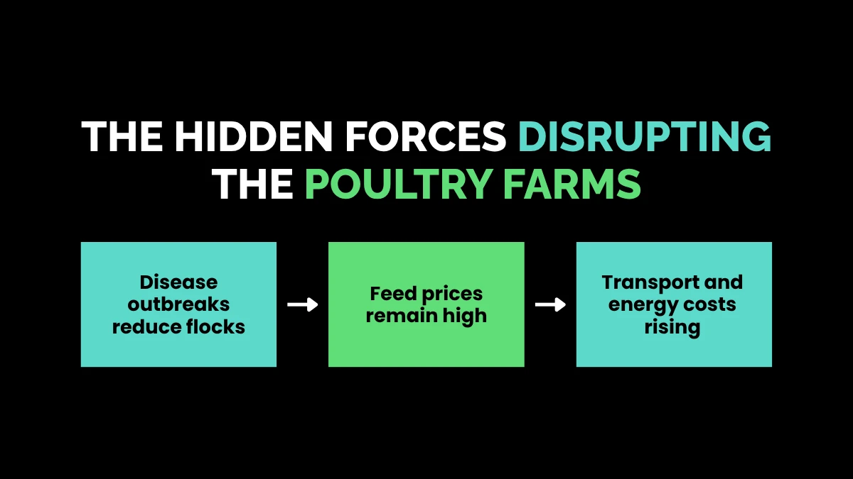 weirdwealth.io | Why a Dozen Eggs Costs So Much in 2026 The Hidden Forces Disrupting the Poultry Farms