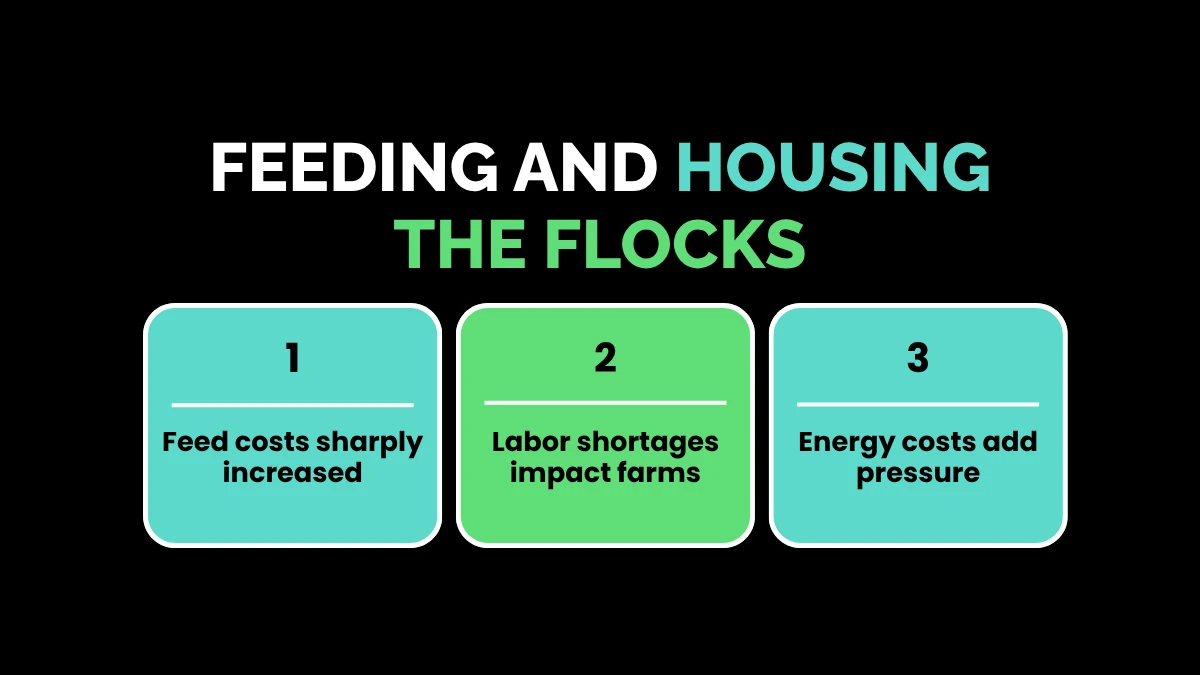 weirdwealth.io | Why a Dozen Eggs Costs So Much in 2026 Feeding and Housing the Flocks